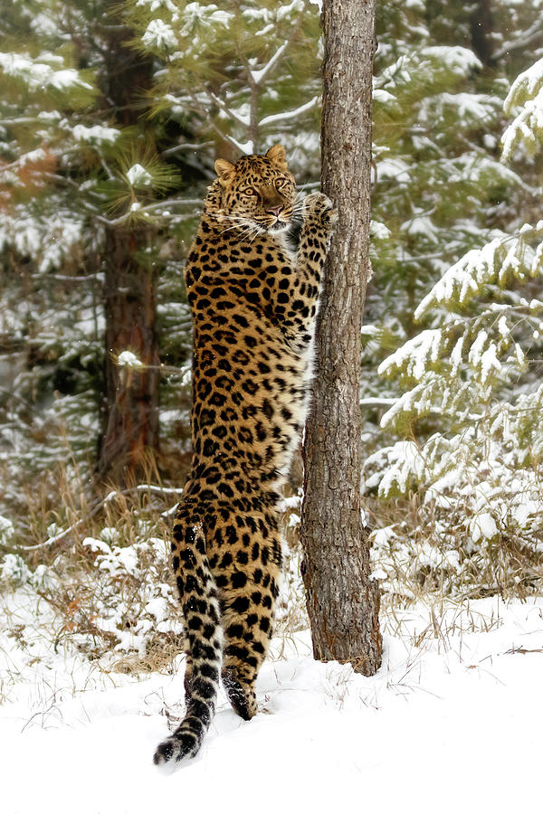 Amur Leopard And His Tree Photograph