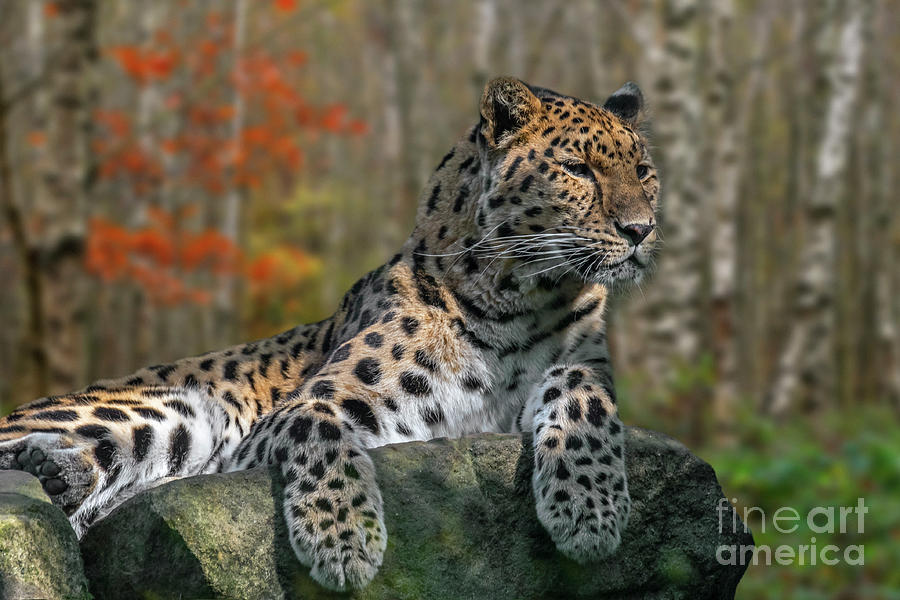 Amur Leopard Photograph by Arterra Picture Library