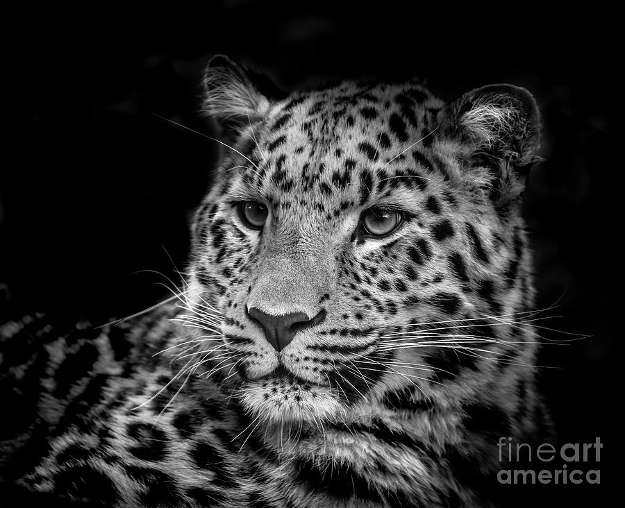 Amur leopard black and white low key portrait Photograph by Jane Rix