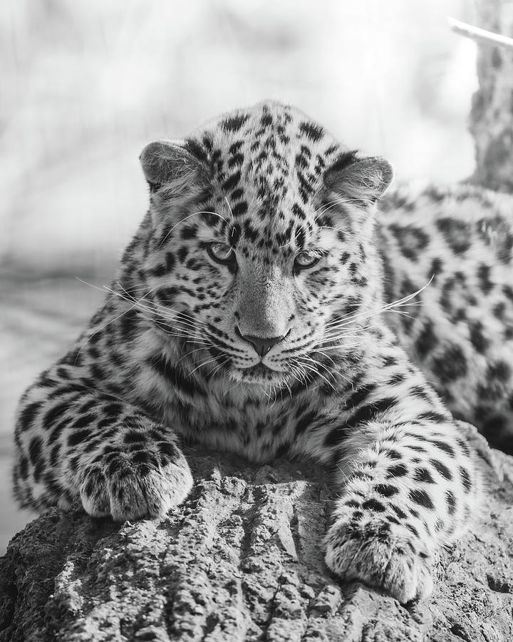 Amur Leopard Bnw Photograph by Adam Sprouse - Fine Art America