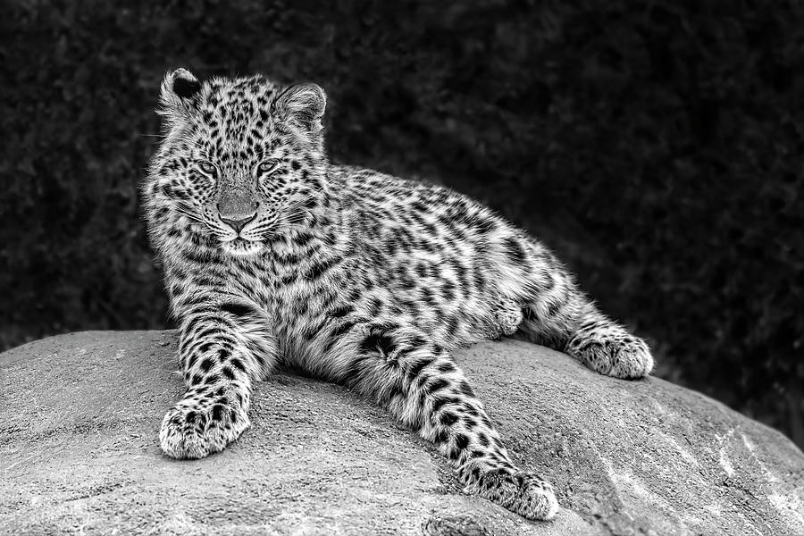 Amur Leopard BW Photograph by Susan Candelario