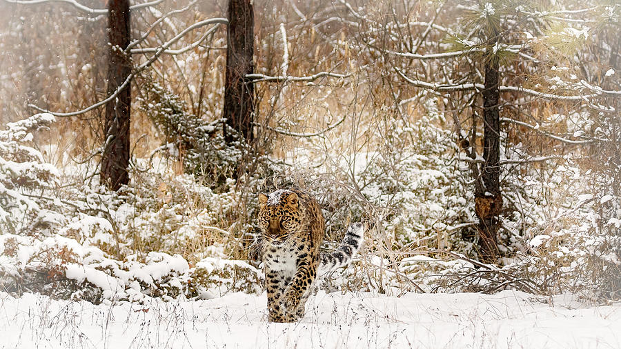 Amur Leopard Camouflage Photograph by Wes and Dotty Weber