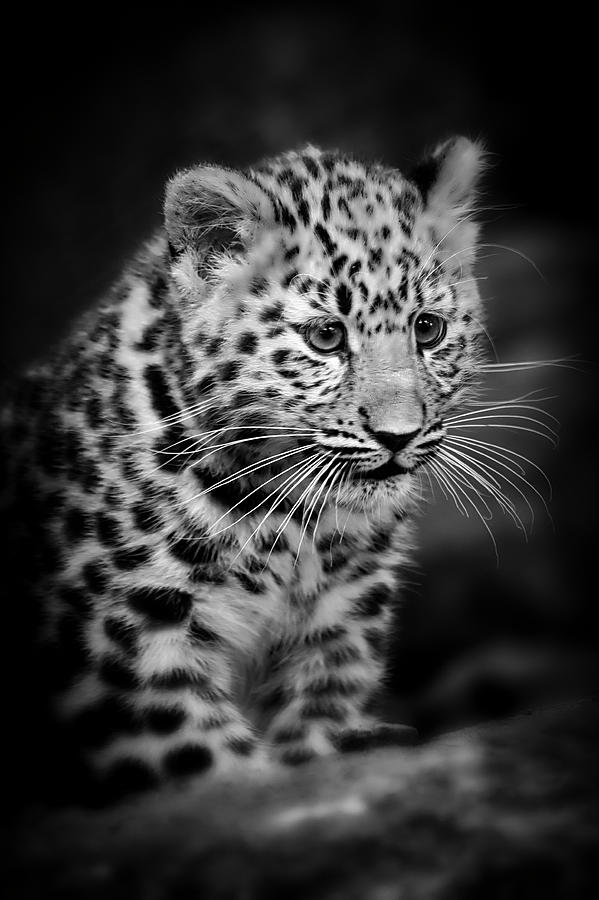 Amur Leopard Cub - B/W Photograph by Chris Boulton