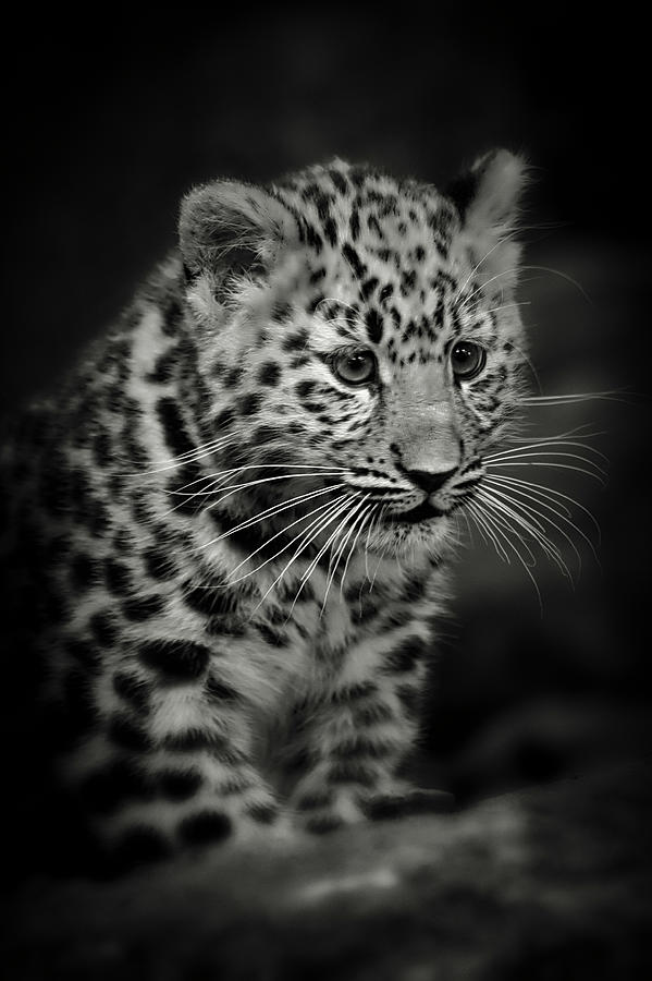 Amur Leopard Cub - Sepia Photograph by Chris Boulton