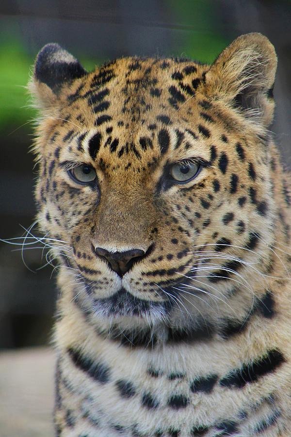 Amur Leopard Glare Photograph by Brittney Powers - Fine Art America