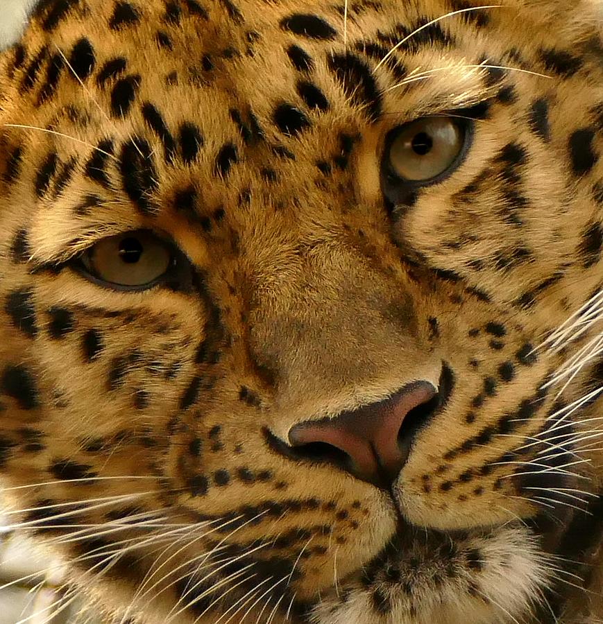 Wildlife Photograph - Amur Leopard by Grace E Green