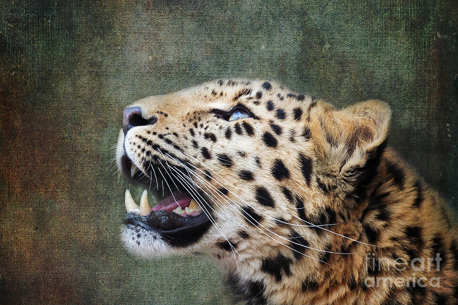 Amur leopard looking up. iIndigenous to southeastern Russia and northeast China, and listed as Critically Endangered. Processed to look like an old painting. Photograph by Jane Rix