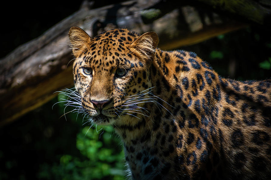 Amur Leopard Photograph by Michael Hills