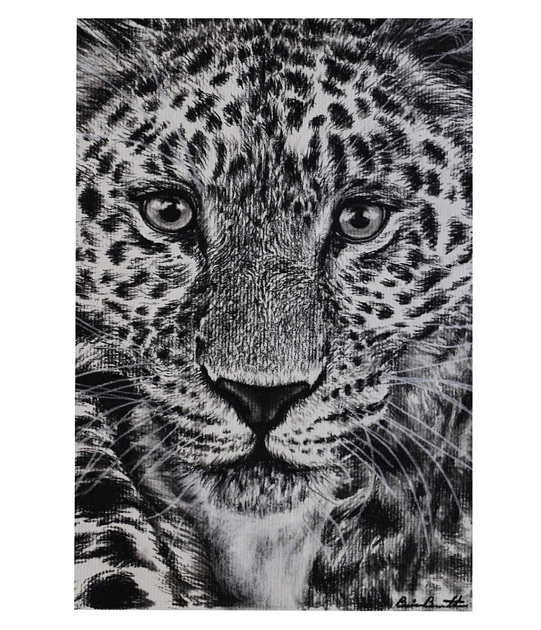 Amur Leopard Original Drawing Portrait Art Drawing by Portraits By Bri ...