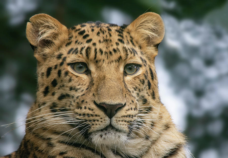 Amur Leopard Portrait Photograph by Gareth Parkes