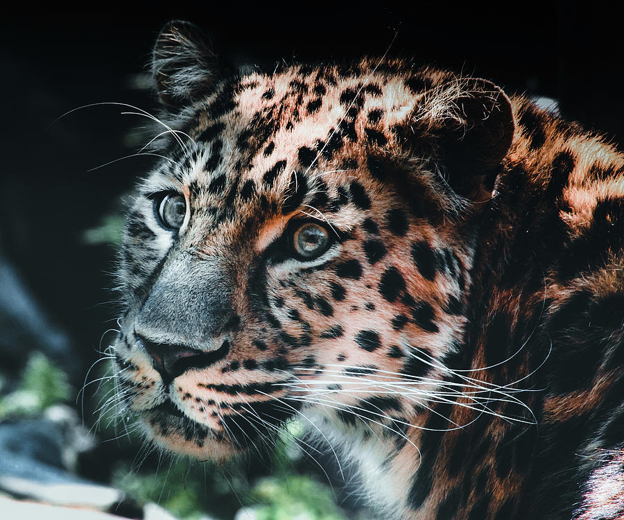 Amur Leopard Portrait Photograph