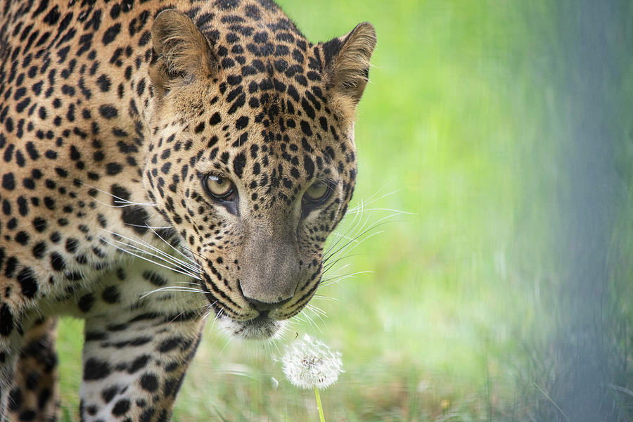 Amur Leopard Sariask  Photograph by Gareth Parkes