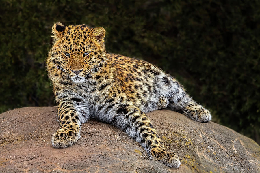 Amur Leopard Photograph by Susan Candelario