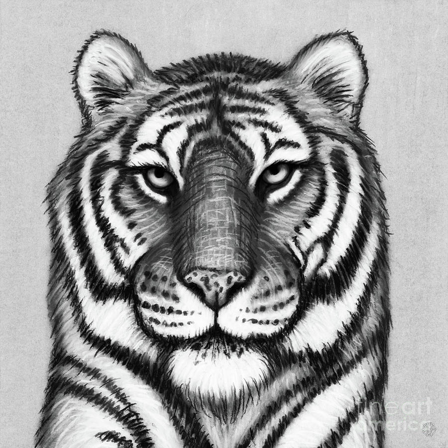 Tiger Drawing - Amur Tiger. Black and White by Amy E Fraser