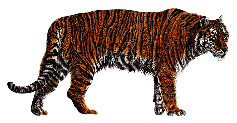 Amur tiger colour drawing Drawing by Loren Dowding - Fine Art America
