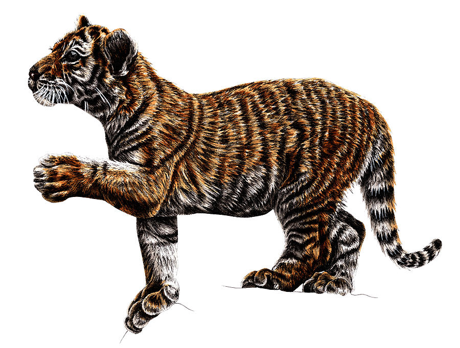 Amur tiger cub drawing Drawing by Loren Dowding - Pixels