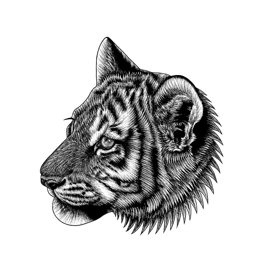 Amur tiger cub Drawing by Loren Dowding