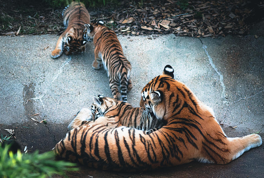 Amur Tiger Cubs Photograph