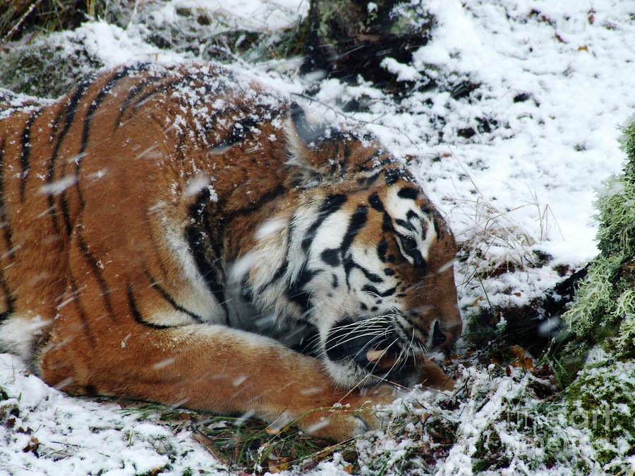 Amur Tiger feeding in snow Photograph by Phil Banks