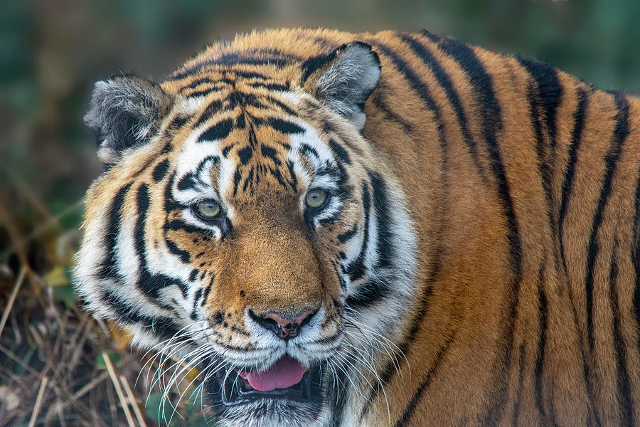 Amur Tiger Photograph