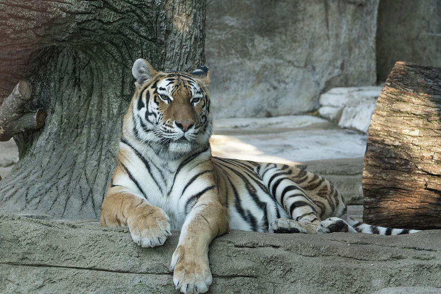 Amur Tiger at the Zoo Photograph by Tamera Kwist | Fine Art America