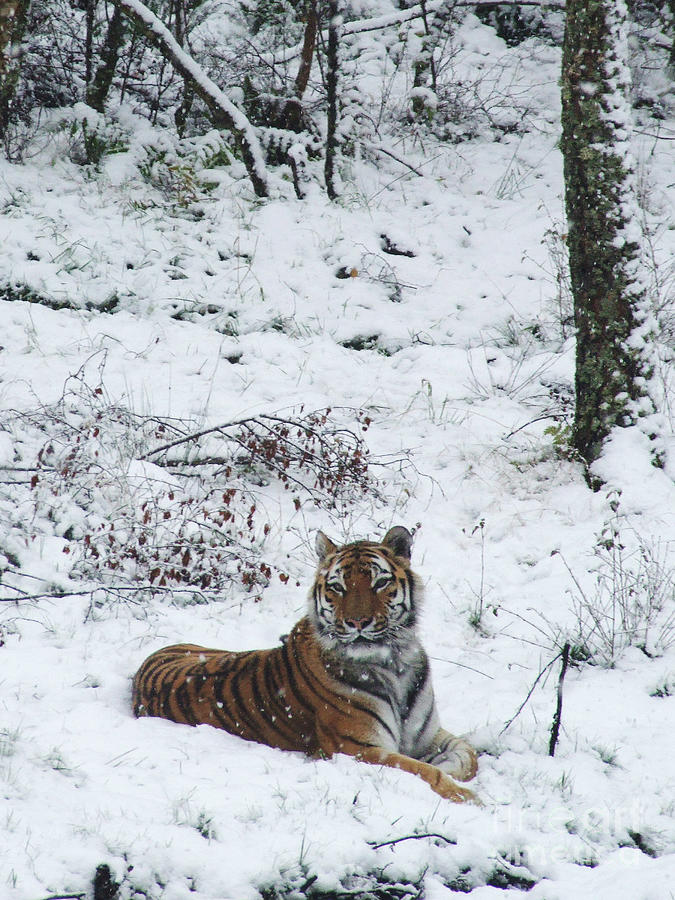 Amur Tiger in snow Photograph by Phil Banks