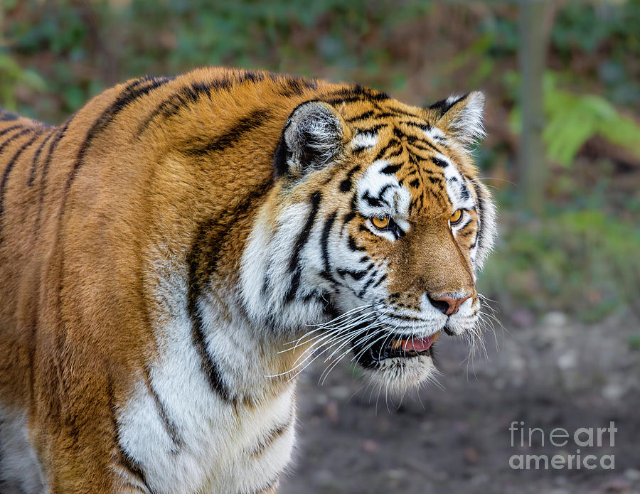 Amur tiger Photograph by Lyl Dil Creations