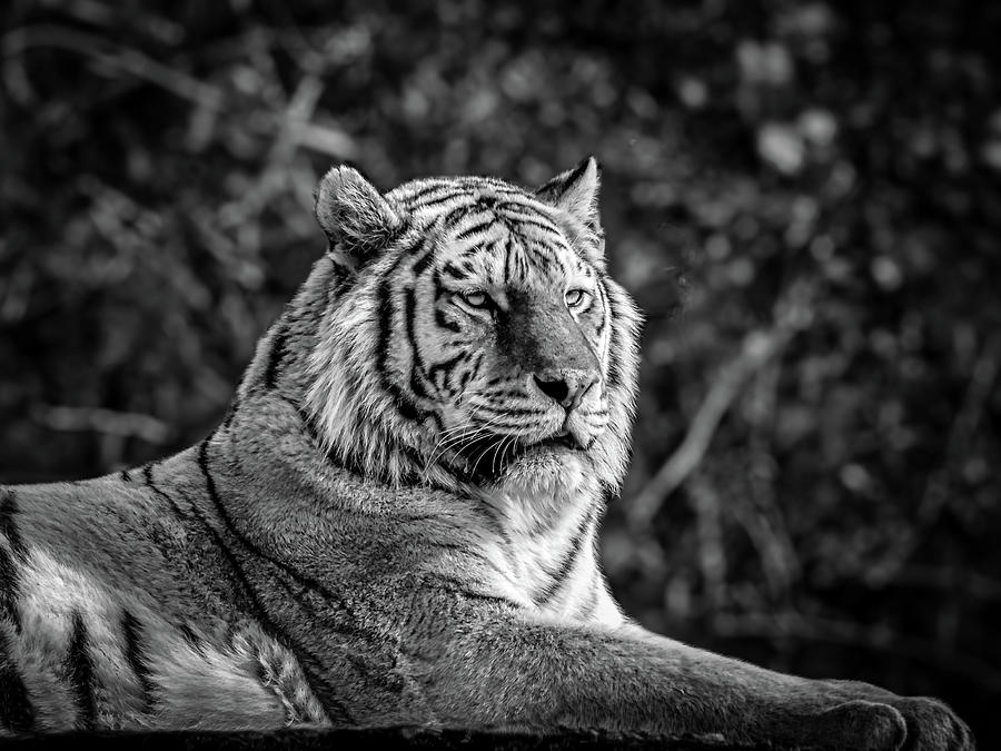 Amur Tiger Photograph by Mark Llewellyn