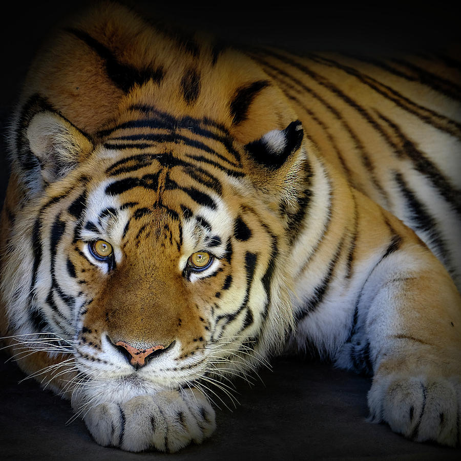 Amur Tiger Photograph by Matthew Keiber - Fine Art America