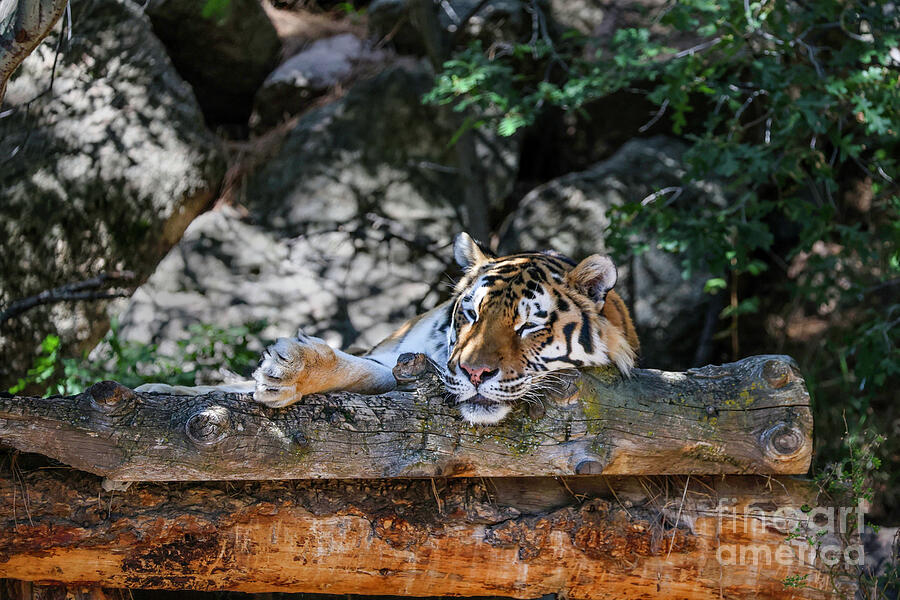 Amur Tiger Photograph by Shirley Dutchkowski Amur Tiger Photograph by Shirley Dutchkowski