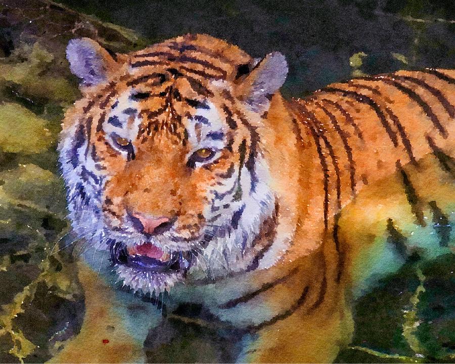 Amur Tiger Watercolor Photograph by Susan Rydberg