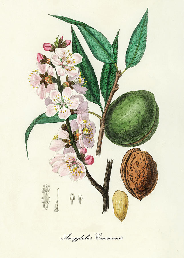 Amygdalus Communis - Almond -  Medical Botany - Vintage Botanical Illustration - Plants and Herbs Digital Art by Studio Grafiikka