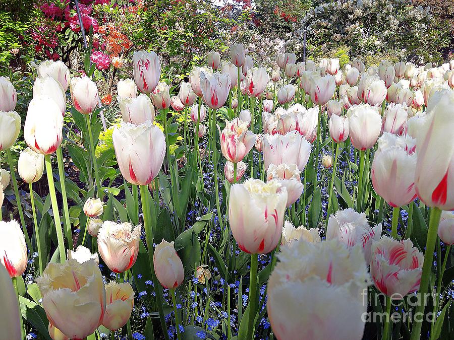 An Absolute Mess Of Tulips Photograph by Kimberly Furey