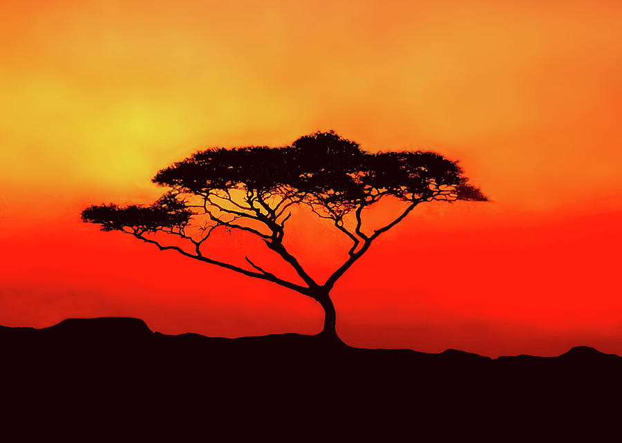 An Acacia Tree in the Sunset Photograph by Mitchell R Grosky