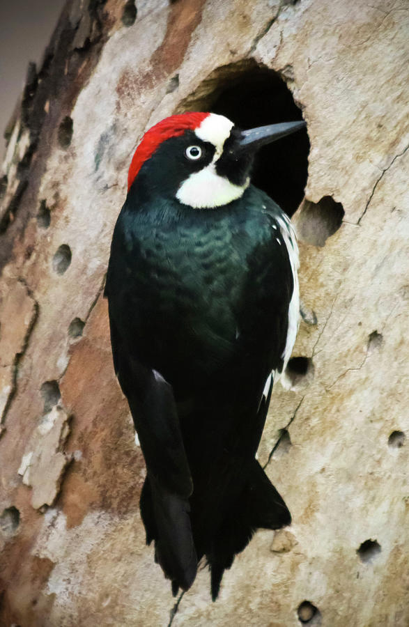 An Acorn Woodpecker On A Hollow Tree Photograph