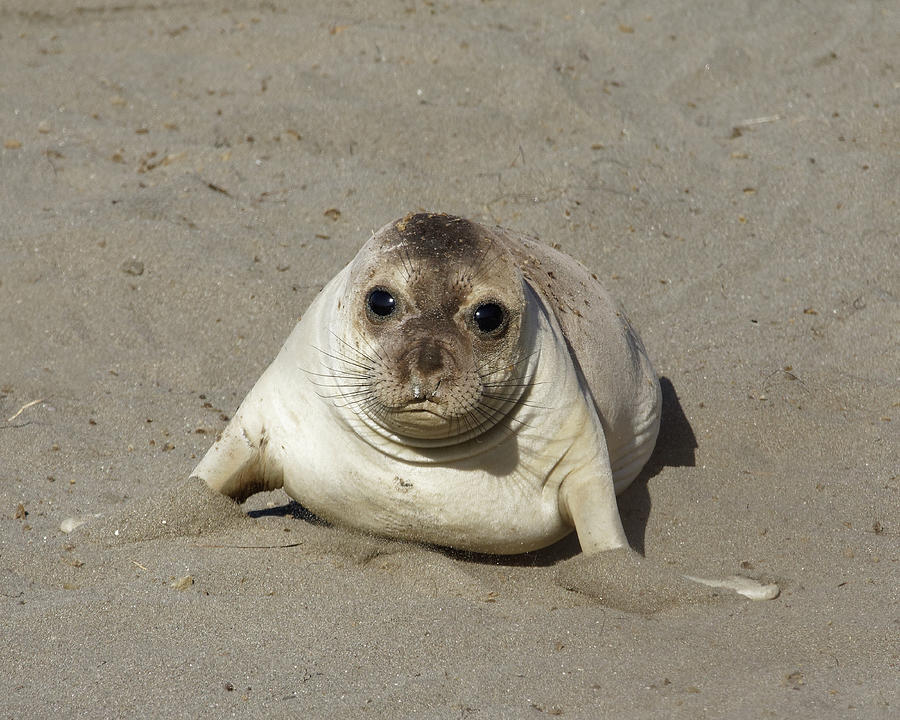An Acute Case of Pinniped Cuteness -- Baby Elephant Seal at Piedras Blancas, California Photograph by Darin Volpe