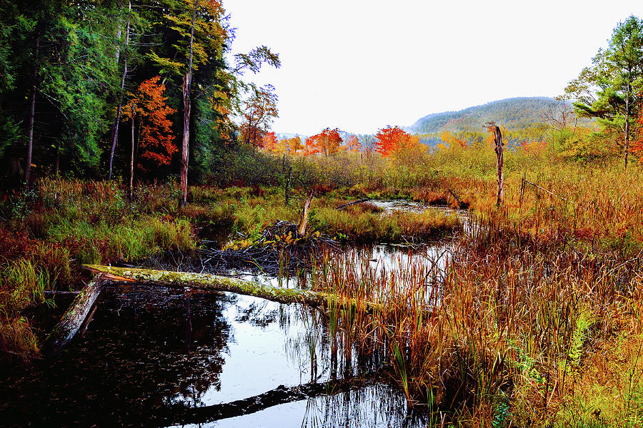 An Adirondack Stream Photograph by David Patterson