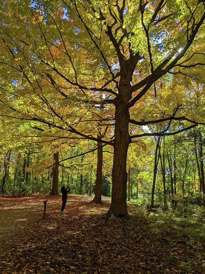 An Admirer of Trees in Autumn Photograph by Kimberly Mackowski
