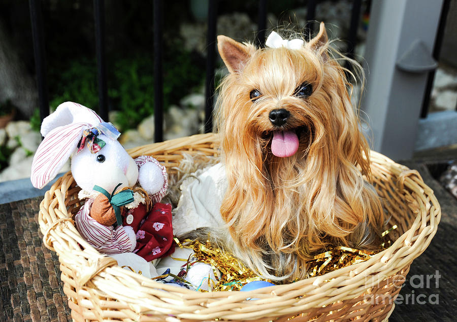 An adorable Yorkshire Terrier poses for an easter portrait in an easter basket. Photograph by Gunther Allen