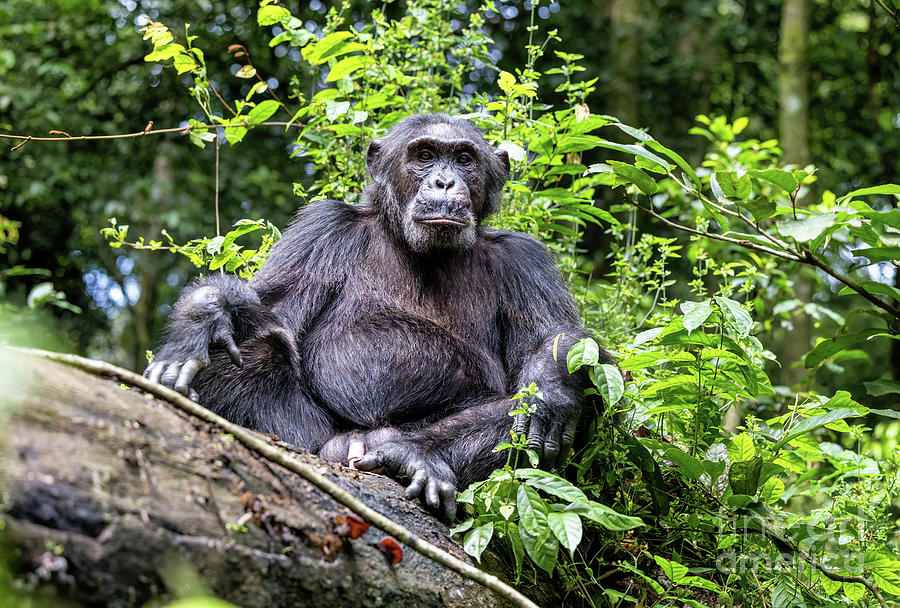 An adult chimpanzee, pan troglodytes, rests on a fallen tree in  Photograph by Jane Rix