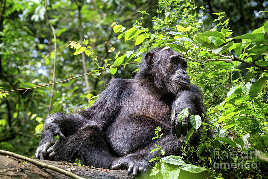 An adult chimpanzee, pan troglodytes, rests on a fallen tree in the rainforest of Kibale National Park, Uganda, Africa. Photograph by Jane Rix