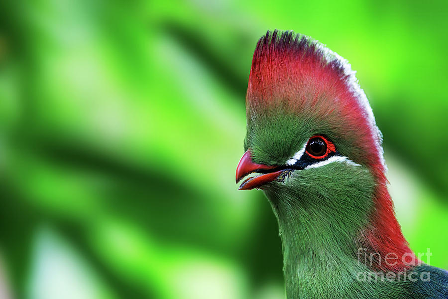 An adult fischers turaco, tauraco fischeri, close up portrait with space for text. This colourful bird is near threatened in the wild and is endemic to East Africa. Photograph by Jane Rix