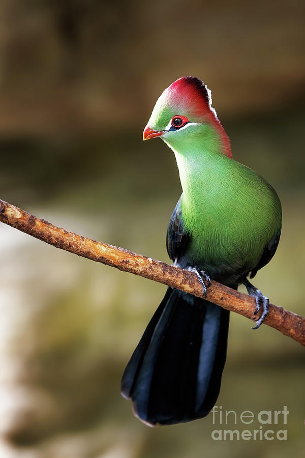 An adult fischers turaco, tauraco fischeri, perched on a branch. This colourful bird is near threatened in the wild and is endemic to East Africa. Photograph by Jane Rix