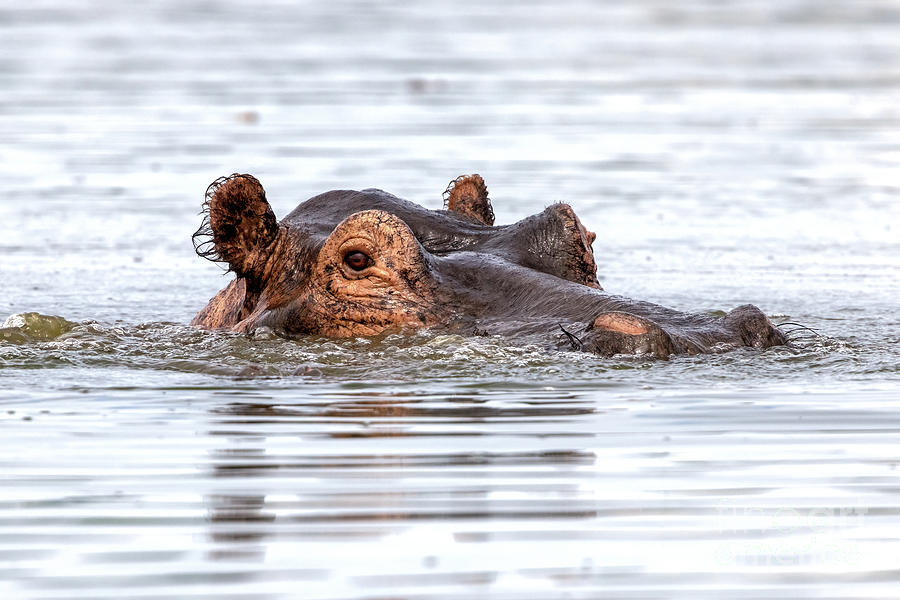 An adult hippopotamus, Hippopotamus amphibius, emerges from the waters of Lake Edward, Queen Elizabeth National Park, Uganda Photograph by Jane Rix