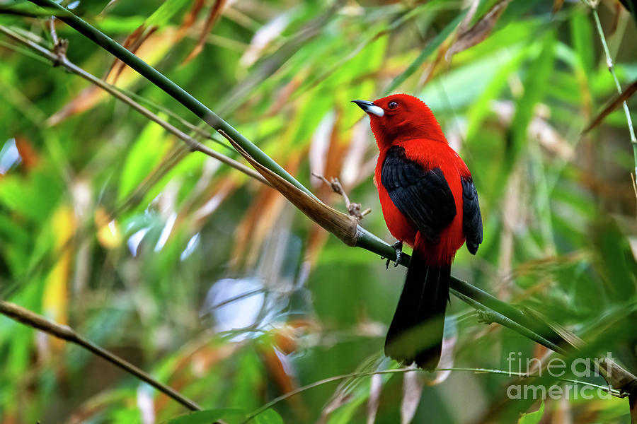 An adult male Brazilian tanager Photograph by Jane Rix