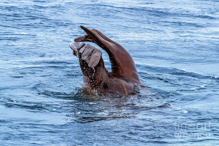 An adult walrus dives for shellfish Photograph by Jane Rix