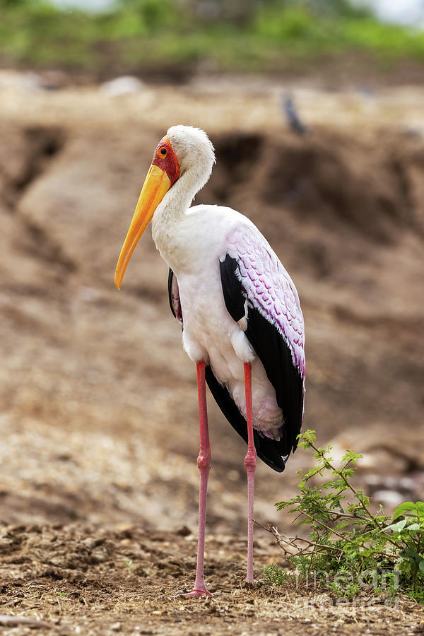 An adult yellow-billed stork, Mycteria ibis, Queen Elizabeth National Park, Uganda. The pink edged wing feathers indicate that this carnivorous bird is breeding. Photograph by Jane Rix