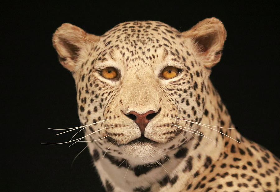 An African Leopard Against Black Photograph