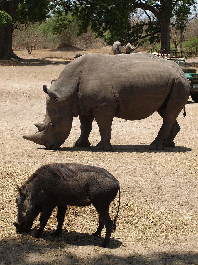 An African Rhino And Warthog Photograph by Jaya's Moonlight Reflections ...