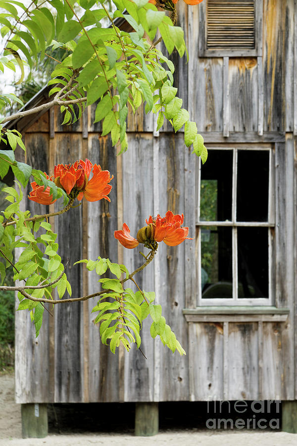 An African Tulip Tree blossom and the Damkohler Cottage at the K Photograph by William Kuta